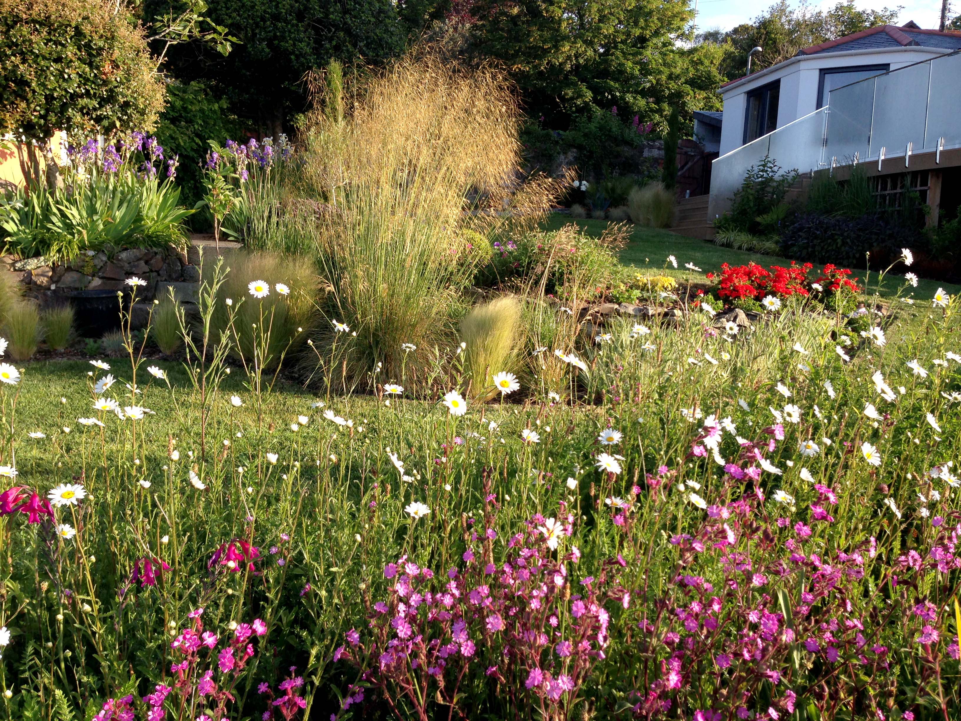 wildflower view looking back to the decking